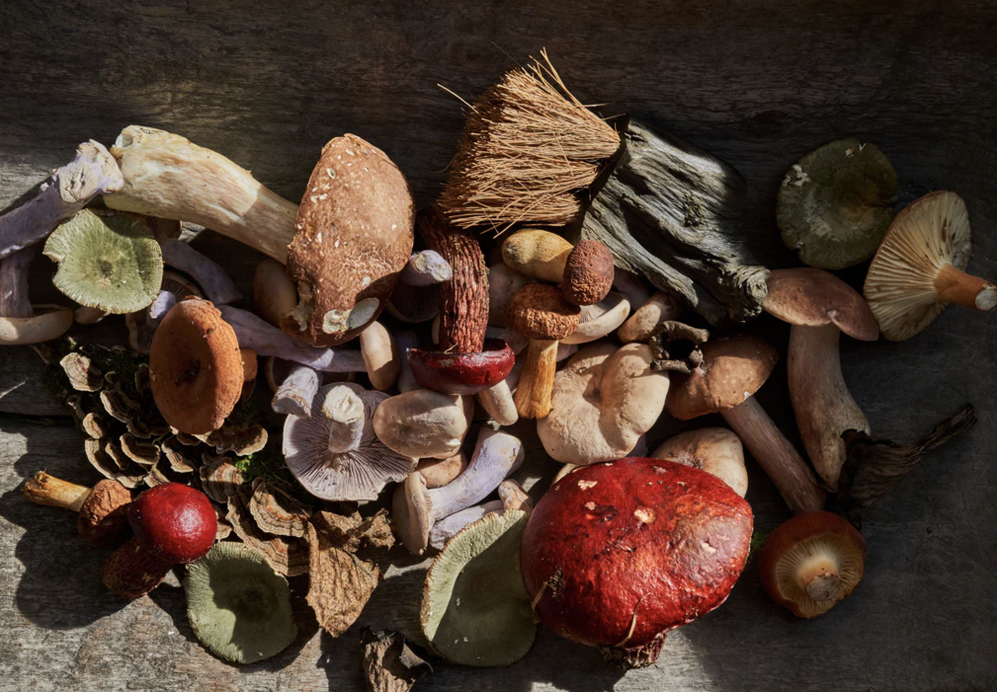 A Funghi-Lover’s Guide to Travel